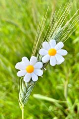 8 Adet Papatya Pens Toka Seti